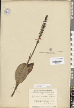 LE 01033497