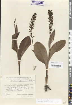 LE 01033506