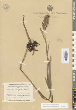 LE 01033528