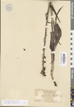 LE 01033541