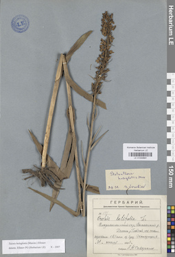 LE 01033591