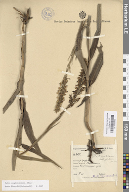 LE 01033592
