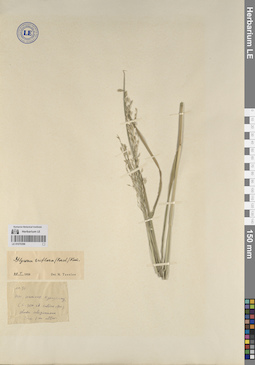 LE 01070396