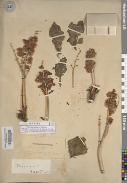 LE 01013203
