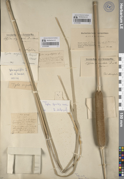 LE 01070385