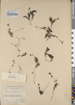 LE 01205146