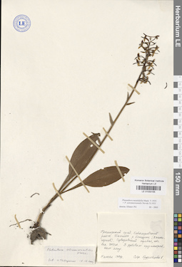 LE 01033155