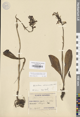 LE 01033176
