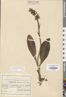 LE 01033183