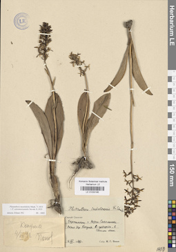 LE 01033185