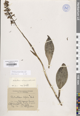 LE 01033187