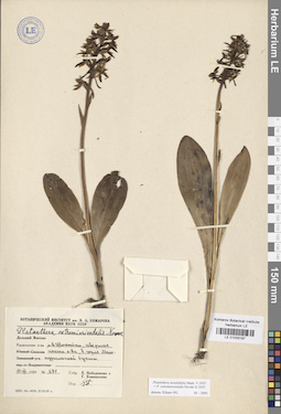 LE 01033197