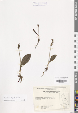 LE 01033203