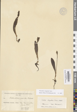 LE 01033204