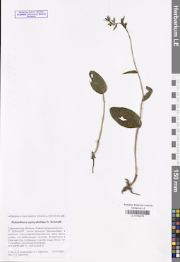 LE 01033216