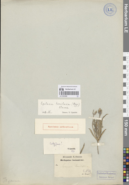 LE 01053098