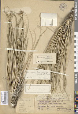 LE 01264909