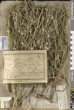 LE 01264946