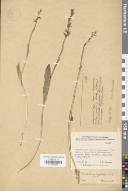 LE 01033233