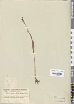 LE 01033240