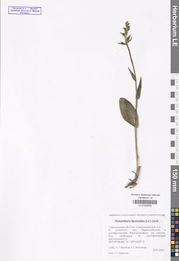 LE 01033259