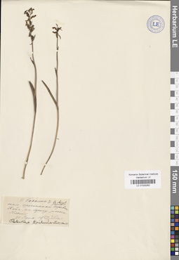 LE 01033262