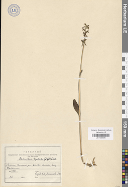 LE 01033265