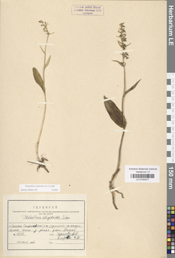 LE 01033271