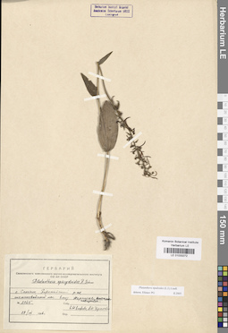 LE 01033272