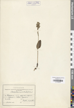 LE 01033279