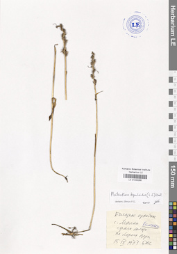 LE 01033286