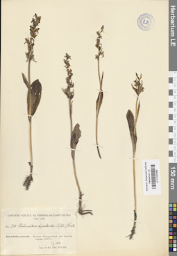 LE 01033288