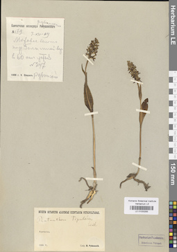 LE 01033293