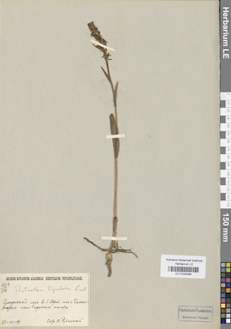 LE 01033294