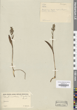 LE 01033296