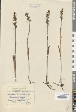 LE 01033297
