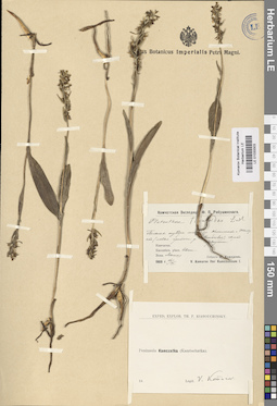 LE 01033303