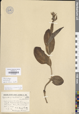 LE 01033390