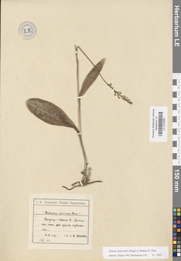 LE 01033681