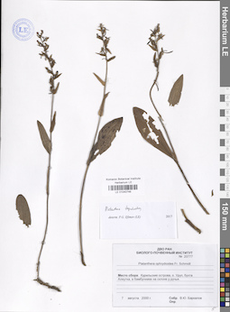 LE 01040746