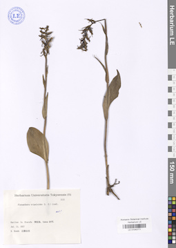 LE 01040771