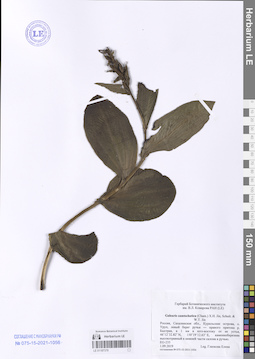 LE 01187379