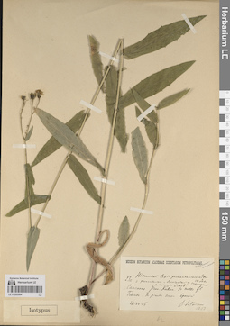 LE 01262684