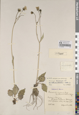 LE 01262700
