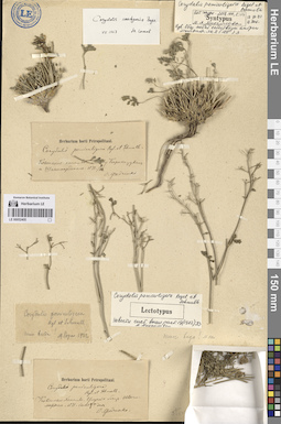 LE 00052405