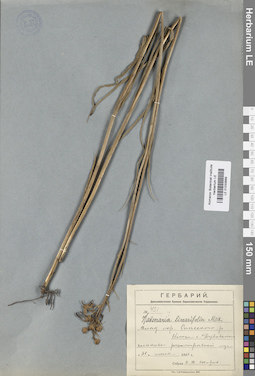 LE 01033689
