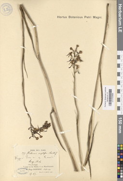 LE 01033695