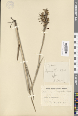 LE 01033696
