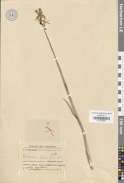 LE 01033822