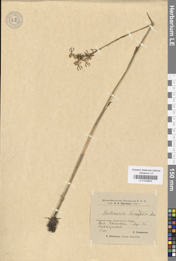 LE 01033823